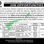 University of Agriculture Faisalabad Jobs