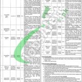 Punjab Food Authority Jobs