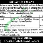 UVAS Lahore Jobs