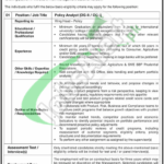 NBP Jobs