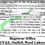 UVAS Lahore Jobs